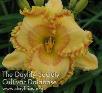 Daylily Wizard at Large